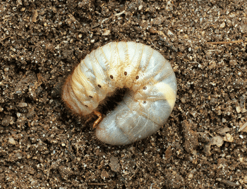 The Basics Of How To Prevent Grubs In Your Lawn