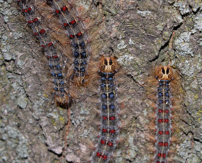 gypsy moth control service, gypsy moth spray service, gypsy moth control service near me