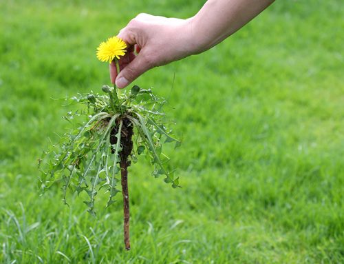 Top Tips for the Removal of Weeds: PART 2