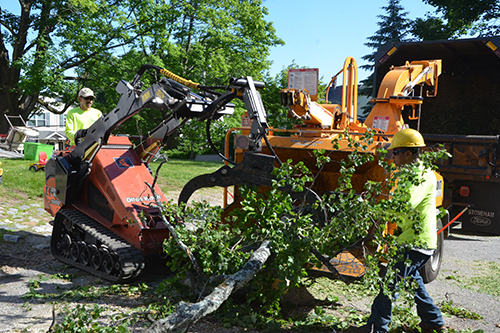 tree removal service, stump grinding service, stump removal service