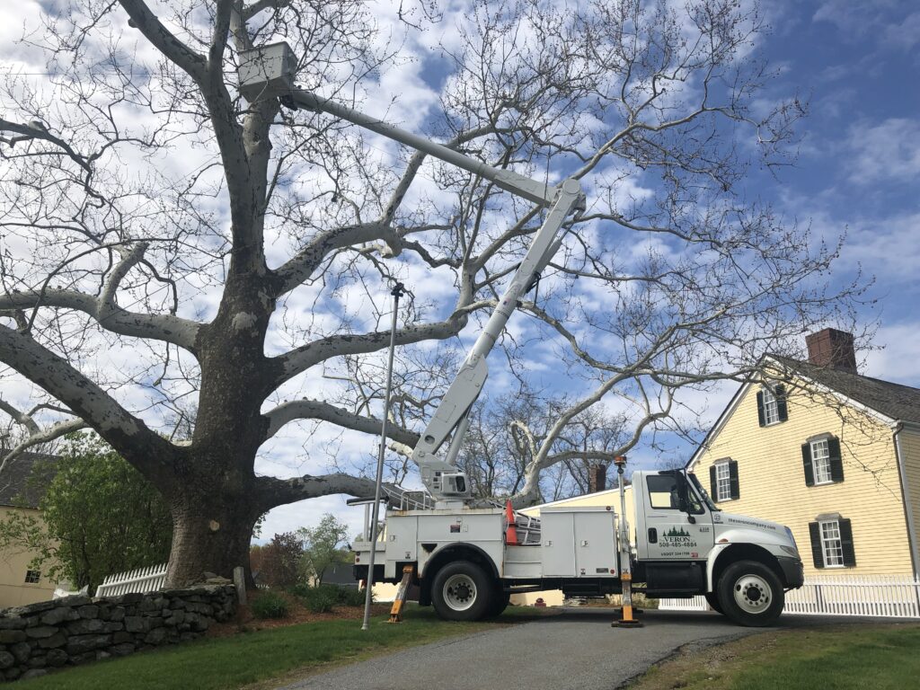 historical tree preservation service, historical tree preservation service, historical tree preservation near me