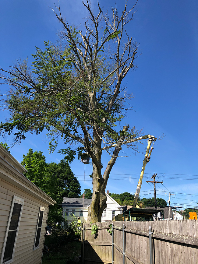 tree structuring services, tree bracing services