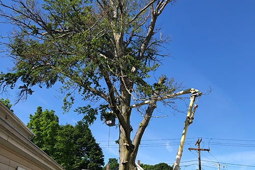 Structuring/Bracing, tree structuring service, tree bracing service