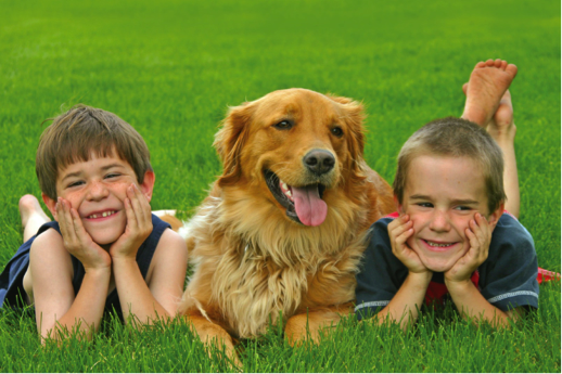 Organic Flea, Tick and Mosquito Control, Organic Flea, Tick and Mosquito service near me