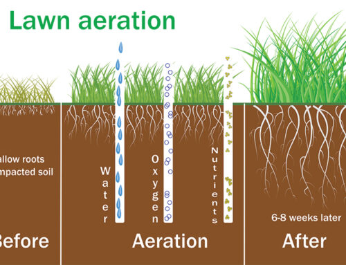 Best Time For Lawn Aeration