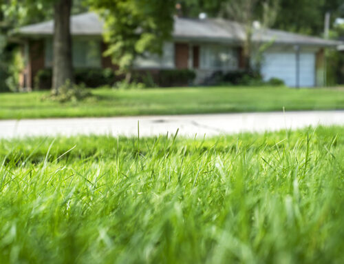 Overseeding In The Fall Is Important For Your Lawn