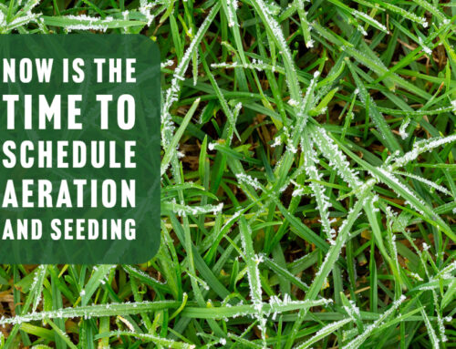 Now is The Time to Schedule Aeration and Seeding