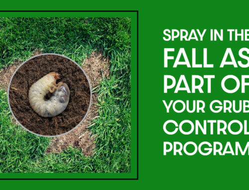 Spray In The Fall as Part of Your Grub Control Program