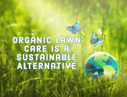 Organic Lawn Care Is a Sustainable Alternative