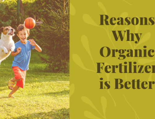 Reasons Why Organic Fertilizer is Better