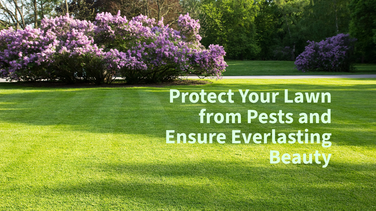 Protect Your Lawn from Pests and Ensure Everlasting Beauty