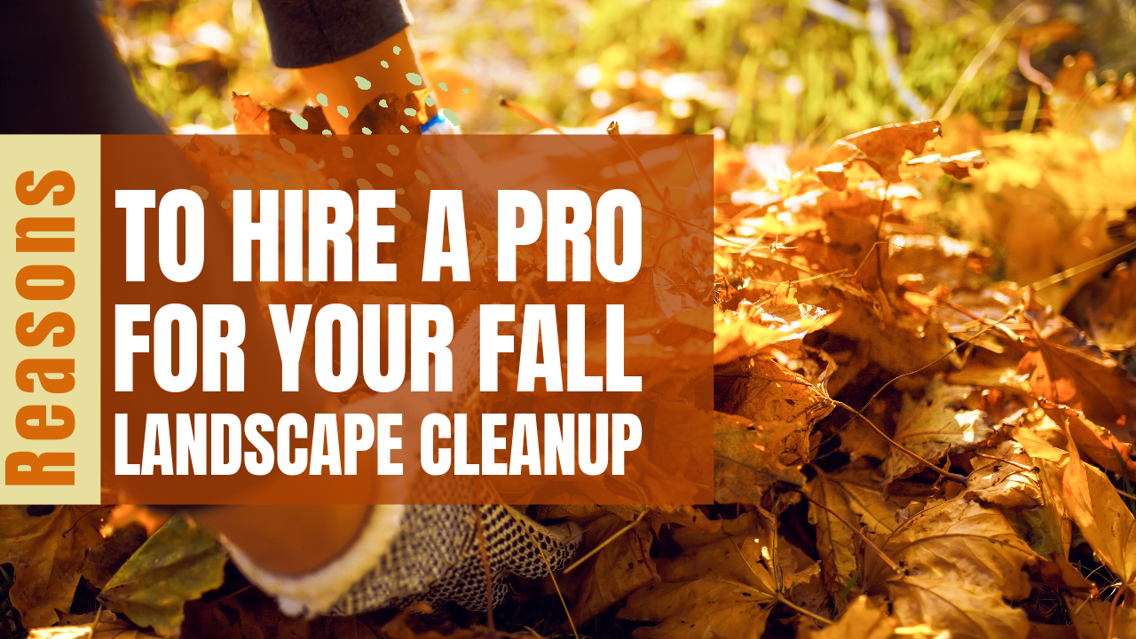 Reasons To Hire a Pro for Your Fall Landscape Cleanup