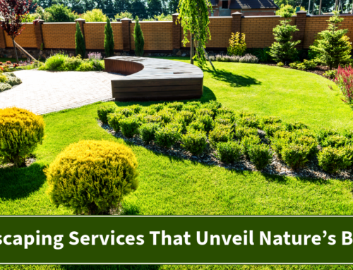 Landscaping Services That Unveil Nature’s Beauty