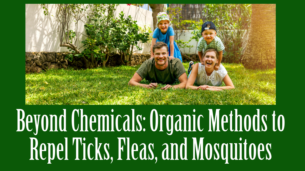 Beyond Chemicals Organic Methods to Repel Ticks Fleas and Mosquitoes